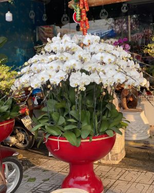 Shop Hoa Tươi Thị Trấn Tân Bình, Hiệp Đức, Quảng Nam