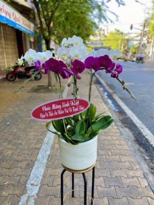 Shop Hoa Tươi Thị Trấn Tiên Kỳ, Tiên Phước, Quảng Nam